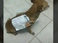 Que mensaje le damos al dueño del perro?