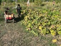 Another year another pumpkin patch 🎃🎃