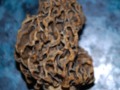 How cool is this Michigan Morel!