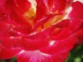 Beautiful Garden Floral