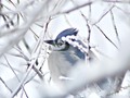 Birds of Winter - Blue Jay