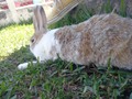 Esta hermosa coneja tendrá las últimas crías de Hugo 😳