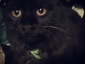 #BlackCat mi gato hermoso