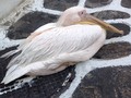 Pelicano Rosado!