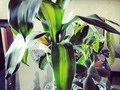 #naturaleza #palitodelafelicidad #deseodepaz