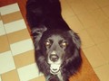 Hola soy Blacky!