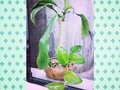 Y me encontré otro #palitodelafelicididad :) este en la oficina de mi @oscarsosa16. Según me cuenta era muy pequeño y sin ramas, ya va por ahí. #plantadehogar #bonito #natural #verde