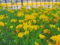 🌱💛