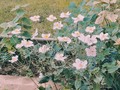🌱🌸