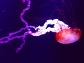 Uno de los #animales mas #venenosos del mundo,la #medusa "Chironex Fleckeri" o tambien conocida como "avispa marina" es #hermosa pero su #veneno puede matar a 6 hombres adultos, se puede encontrar en el #mar #caribe en aguas frias