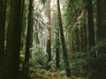 Redwoods 🌳