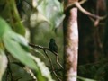 El café de los colibrís🌸.  Hogar de 9 especies de colibríes, se merece su propio post. Pude jugar con dos lentes y nos toco ver mucha vida.