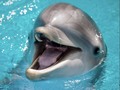 Hola, buenos días queridos amigos y amigas. Acuérdense de nosotros los habitantes del océano. 🌊❤️🌊 Cuídennos 🐬