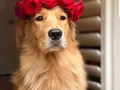 Un Lunes muy Hermoso #coronasdeflores 🌹🌹🌹 🐶