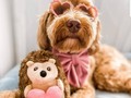 Miercoles de Hermosuras 🐶 #amoloquehago #web📸