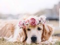 Viendo esta Preciosura 🐶🌸 #flores🐶🌸🍃 #web📸