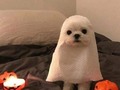 Lo más tierno y espeluznante que verás hoy 😍 😂