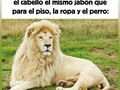 ¿Si o no? 🤣