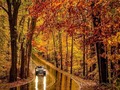 Wow, el otoño 🤩 🍁🍂🏵️