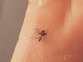 Mate un Dengue. Muere mugre...