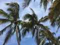 No Bad Days #puertovallart #palmtree #mexico #beach #iphone #blueskies