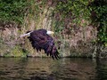 Low Pass #california #baldeagle #eagle #bird #lake #lakenatoma #nikon #nikon7200 #wildlife
