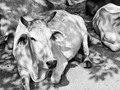 Moo #india #delhi #noida #cow #streetphotography #shadetree #blackandwhite #blackandwhitephotography #street #pixel2 #pixel2photography