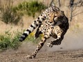 Into the Corner #nevada #reno #animalark #cheetah #cheetahrun #fast #outdoorphotography #californiaphotographer #nikonphotography #nikonD7200 #d7200 #nikon #kickthedustup