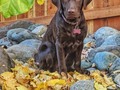 Dakota in the leaves. #california #cali #labrador #labradorretriever #chocolatelab #ig_dog #ig_labrador #dogsofinstagram #doglovers #puppy #fall #leaves #eldoradocounty #eldoradohills #pixel2 #pixel2photography #edhdakota