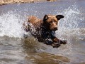 Fetch it up! #cali #california #californiacaptures #californiaphotographer #lab #labradorretriever #chocolatelab #chocolatelabsofinstagram #chocolatelabrador #labsofinstagram #actionshot #waterdog #sierranevadas #frenchmeadows #edhdakota #nikon #nikonphotography #nikond7200 #d7200 #water #lake