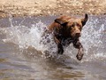 Free! #cali #california #californiacaptures #californiaphotographer #lab #labradorretriever #chocolatelab #chocolatelabsofinstagram #chocolatelabrador #labsofinstagram #actionshot #waterdog #sierranevadas #frenchmeadows #edhdakota #nikon #nikonphotography #nikond7200 #d7200 #water #lake