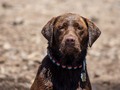 Wet Look #cali #california #californiacaptures #californiaphotographer #lab #labradorretriever #chocolatelab #chocolatelabsofinstagram #chocolatelabrador #labsofinstagram #actionshot #waterdog #sierranevadas #frenchmeadows #edhdakota #nikon #nikonphotography #nikond7200 #d7200 #water #lake