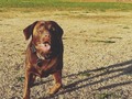 Ball time #lab #labradorretriever #chocolatelab #chocolatelabsofinstagram #chocolatelabrador #labsofinstagram #edhdakota