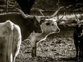 Long Horns #california #cali #landscape #landscapephotography #ig_landscape #landscapelover #landscapecaptures #outside #outdoorphotography #ig_nature #californiacaptures #californiaphotographer #explorecalifornia #visitcalifornia #cows #longhorns #cattle #blackandwhite #balckandwhitephotography #eldoradocounty #eldoradohills