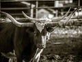 Long Horns 2 #california #cali #landscape #cows #cattle #longhorn #eldoradocounty #eldoradohills #outside #outdoorphotography #ig_nature #californiacaptures #californiaphotographer #explorecalifornia #visitcalifornia #nikon #nikonphotography #nikond7200 #d7200