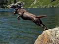 Lift off #lab #labradorretriever #chocolatelab #chocolatelabsofinstagram #chocolatelabrador #labsofinstagram #edhdakota #salmonlake #california #cali #outside #outdoorphotography #ig_nature #californiacaptures #californiaphotographer #explorecalifornia #visitcalifornia