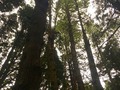 Quiero conocer éste bosque, me dicen que queda en Heredia.🌲🌳  *  *  Es hermoso. Ir al bosque me recarga las pilas. 😍❤️  *  *  #madeleinecasmo  #miresiliencia (en San José, Costa Rica)