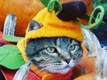 Ideas para tu fotografiar a tu gato éste próximo Halloween.  *  *  #creativoscat  #academiacreativa  #gatagram  #catgram  #gatos  #Halloween  #catsofinstagram (en Alajuelita, San Jose, Costa Rica)