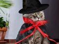 Gatos de Instagram listos para la noche de Halloween.  *  #gatos  #Halloween  #gatagram  #catgram  #creativoscat  #academiacreativa  #catsofinstagram (en Alajuelita, San Jose, Costa Rica)