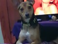 Mi Rocky Firulais, viendo el vídeo clip de Celine Dion en el Titanic, pero llegó su mamá, y se le olvidó.