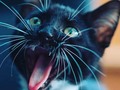 Sé como el gato, expresarte. El mercadeo por voz, es la nueva tendencia. Utiliza el podcast para demostrar tus conocimientos.  *  *  #cretivoscat  #creadoresdecontenido  #creativepeople  #marketingdigital  #marketingdeatracción  #mercadeo  #contentcreation  #contentproducer  #contentmarketingtips (en Costa Rica)