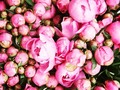No sabía que se llamaban peonias. Son hermosas.  *  Feliz Miércoles.  *  #madeleinecasmo  #lacremaynatacr (en Costa Rica)