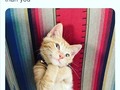 Cuando tu gato es más fotogenivo que tú.  *  #creativoscat  #gatosenloquehacemos  #gentecreativa  #lacremaynatacr  #LaCremayNata  #madeleinecasmo  #catagram  #catsofinstagram  #gatosdeinstagram  #gatos  #selfie  #selfietime (en Costa Rica)