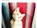 Cuando tu gato es más fotogénico que tú. (en Costa Rica)