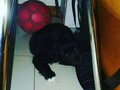 Mi hijo chiquitico😍 bienvenido #🐕🐾🐾🐾🐾🐾🐾🐾🐾🐾🐾 #feliz #A.J.P.A #O.P A 💜💜💜
