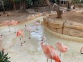 Animalitos lindos