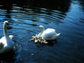 A Swan Family
