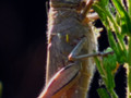 A Grasshopper Macro