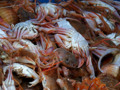 Crabs - Part of the day's Catch