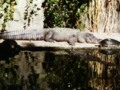 A Big Croc in Busch Gardens